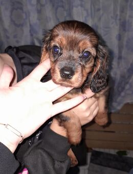 Cavapoo Welpe weiblich abgabereit - Pfaffenhofen (Ilm)