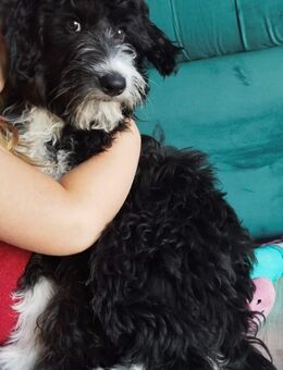 Aussiedoodle Rüde - Neumarkt-Sankt Veit