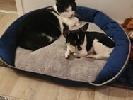 Chihuahua - Geretsried