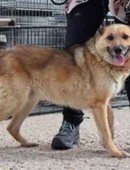 Flauschiger Teddy mit freundlicher Seele - München
