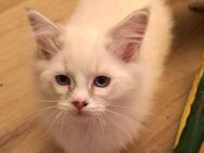 Ragdoll Kitten/noch 1 Jungs frei - Gochsheim