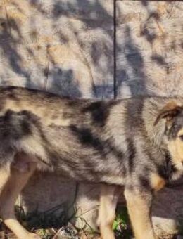 Oldie Filou sucht Sicherheit - Kabelhorst