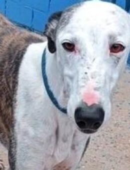 LION - anhänglich und rundum liebenswert - Sulzbach-Laufen