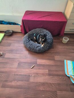 Unsere tolle nschwarz-braune Dackelmischlingshündin Floh ca 8J ca 25-cm - Hohe Börde