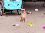 Herby sucht sein zuhause - Dorsten