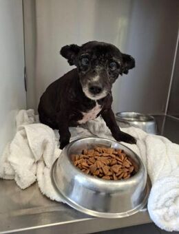 Diana - eine süße Seniorin - Höchst (Odenwald)