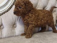 Pudel Maltipoo Welpen ,Kleinpudel,Mittlepudel Hündin - Blaubeuren