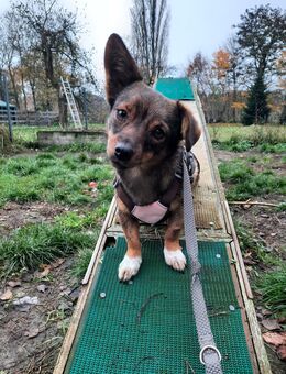 Kleine Hündin Sam wünscht sich ein Zuhause - Muldestausee