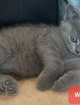 Reinrassige BKH Kitten - Brakel