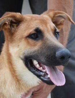 Seva unerwünscher Junghund Mr - Ludwigshafen (Rhein)