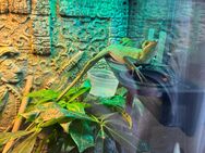 Kronenbasilisk abzugeben in Gute Hände - Rodgau Zentrum