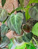 Philodendron Micans variegata (vergrünt) in 99628
