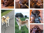 Hübsche Akita Inu Welpen - Minden (Nordrhein-Westfalen)