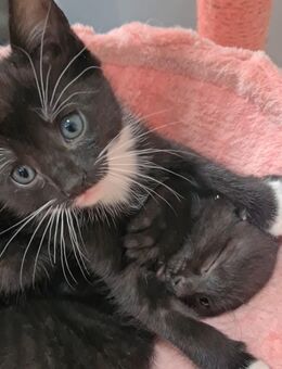 Katzenbabys suchen ihr Zuhause - Kitten abzugeben - Dingelstädt