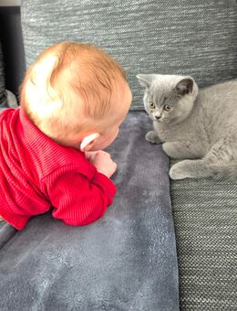 BKH Kitten in blau dürfen ausziehen/ zwei Kater suchen noch ein neues Zuhause - Hamburg