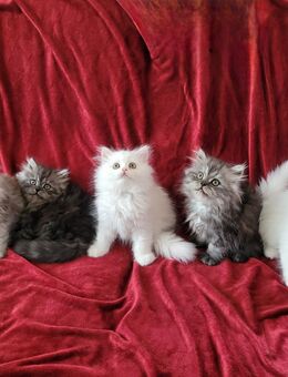 Reinrassigen Perserkätzchen/Kitten mit Nase - Borken