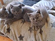 Wunderschöne Britisch Kurzhaar Kitten - Bönebüttel