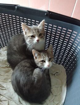 Kätzchen , Kitten Babykatze - Furth
