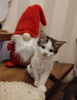 Main Coon Kitten abzugeben 1 Männchen - Magdeburg