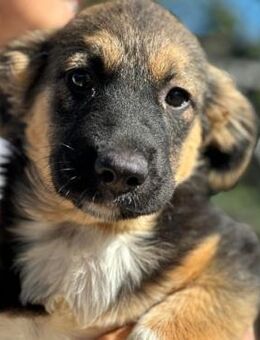 MARIS (♀) hofft gesehen zu werden - Duisburg