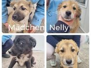 4 Welpen suchen ihr Glück - Neuhausen (Fildern)