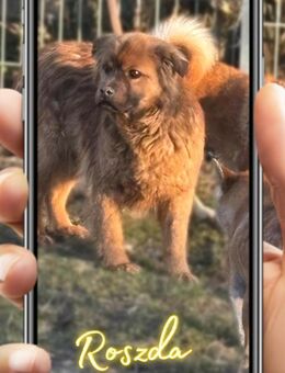 Ich heiße Roszda ... mit Video - Frankfurt (Main)