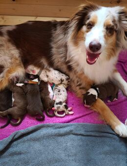 Australian Shepherd Welpen reinrassig mit Papieren in Red White Copper & Red Merle - Wechingen