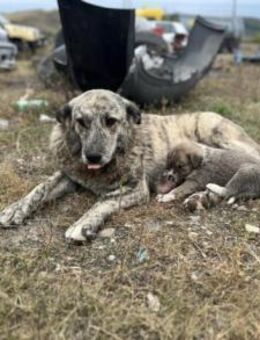 Lycka sucht einen Platz zum Ankommen - München