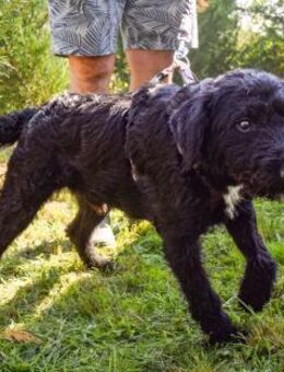 Blacky auf Wohnungssuche! - Velbert