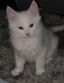 Maine-coon Mix Kitten - Nettetal
