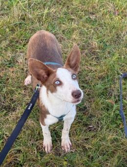 Unsere kleine Mischlingshündin Kessy, verzaubert jeden, ca 1J kastr.,ca 40 cm groß - Angern