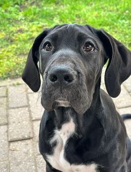 Deutsche Dogge Mix Mädchen - Ludwigshafen (Rhein)