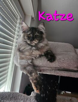 4 lebhafte Maine Coon Kätzchen - Rüsselsheim