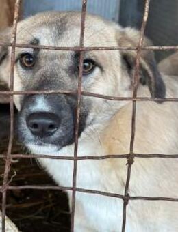 Billy sucht erfahrene Pflegestelle - Berlin