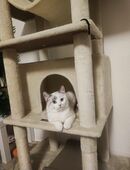 🐱 Süßes Kätzchen sucht ein liebevolles Zuhause ❤️ in 53842