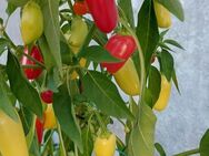 Chili Samen 10 Stück Jalapeno Jaloro Schärfe 6 Capsicum annuum 2024 BIO - Freising