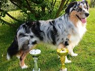 Australian Shepherd Deckrüde - Rutsweiler (Lauter)