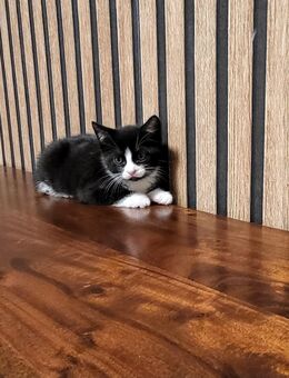Süße Katzen 🐱 - Münster