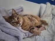Goldige Suzana sucht ihre Familie - Margetshöchheim