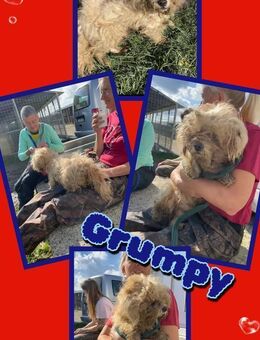 Grumpy sucht LIEBE! - Nürnberg