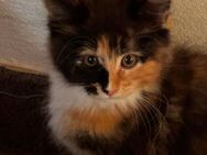 Maine Coon Kitten Katze - Boos (Bayern)