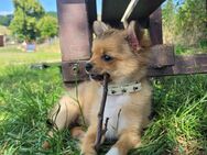 Chihuahua Welpen - Einbeck