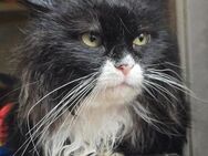 Scott ein sanfter Kater sucht ..... - Meuselwitz