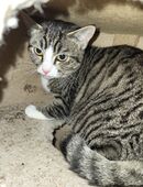 Geschwister paar in 31606