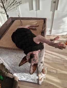 Canadian sphynx Weiblich - Bielefeld