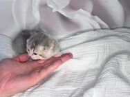 BKH Kitten mit Stammbaum - Wiesenau