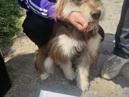 Yougi sucht Familie - Schwerte (Hansestadt an der Ruhr)