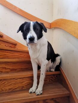 Pino - gutaussehend im Schachbrettmuster - Marienfließ