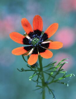 Samen SOMMER-ADONISRÖSCHEN (Adonis aestivalis) heimische Wildstaude Naturgarten - Dresden