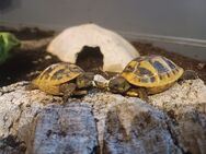 Griechische Landschildkröten boettgerie Thb Nachzuchten 2024 - Gelnhausen